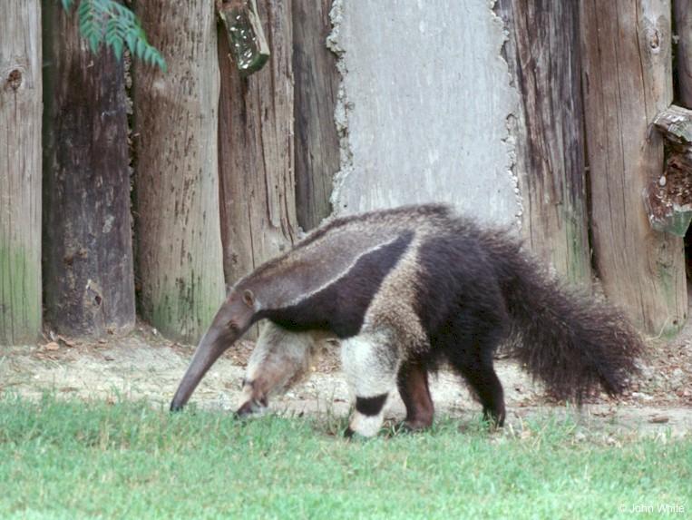 anteater