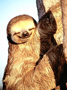 sloth